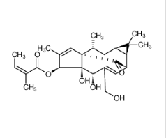 巨大戟醇-3-O-當歸酸酯|75567-37-2 