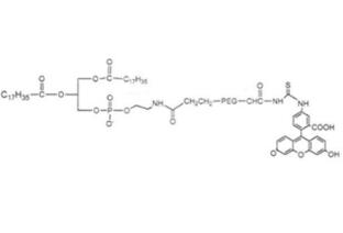二硬脂酰磷脂酰乙酰胺PEG熒光素FITC-PEG-DSPE;二硬脂酰磷脂酰乙酰胺聚乙二醇熒光素 